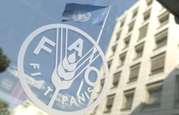 FAO-nun dəstəyilə Azərbaycanda balıqçılıqla bağlı layihənin icrası başlayır