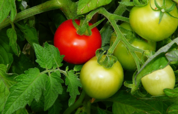 Rusiyaya İrandan pomidor idxalına müvəqqəti məhdudiyyət qoyula bilər