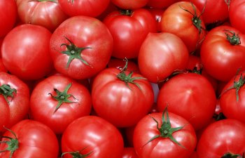 Azərbaycan Avropa və Körfəz ölkələrinə pomidor ixracını planlaşdırır