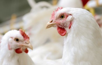 Azərbaycana gətirilən antibiotiklərin quşçuluq təsərrüfatlarında rasional istifadəsi araşdırılacaq