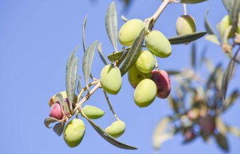 Azərbaycanda zeytun plantasiyalarının 80%-i MƏHV OLUB