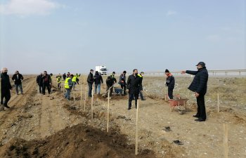 Bakı-Qazax yolunun kənarlarına 20 min tut tingi əkilib