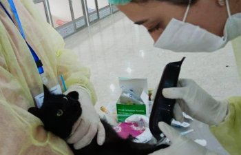 Azərbaycanda koronavirus it və pişiklər arasında da yayılıb?