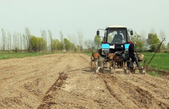 Bir kiloqram toxum səpib 2 ton məhsul götürmək olur