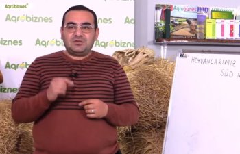 Heyvanların kökəldilməsi, süd məhsuldarlığının artırılması - Zootexnik sualları cavablandırıb - VİDEO