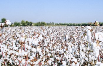 İmişlinin pambıq tarlalarında becərmə işləri davam edir