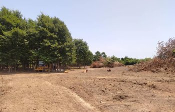 ““Beta” şirkəti Lənkəranda ağacları qanunsuz kəsib” - Xidmət rəisi