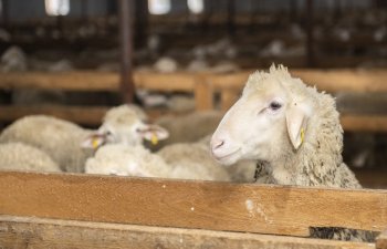 Azərbaycanda qurbanlıq qoyunların onlayn satışına başlanılır