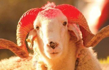Ölkə üzrə qurbanların satış və kəsim yerləri - SİYAHI