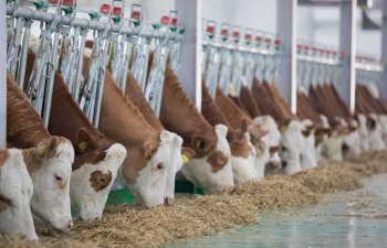 Qobustan Heyvandarlıq Nümayiş  Kompleksində xarici cins Simmental inəklərinin satışına başlanılıb  