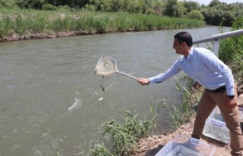 Zəngilanda Həkəri çayına qızılxallı forel körpələri buraxılıb