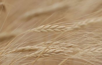 Rusiyadan taxıl dəhlizi üçün vacib addım