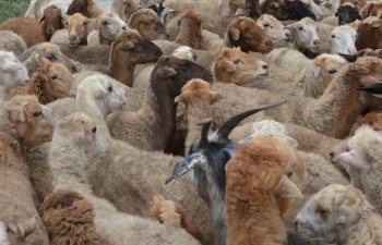 134 ünvanda qurbanlıq heyvanların satışı və kəsimi təşkil ediləcək