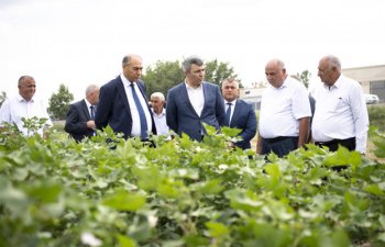 “Ərzaqlıq buğda üçün minimum alış qiyməti müəyən olunacaq”