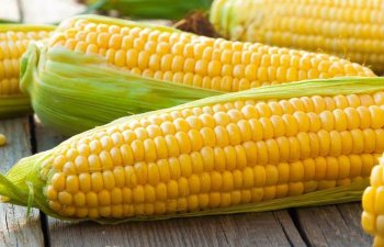 Qarğıdalı daşıyan gəmi Ukraynadan yola düşüb