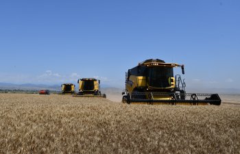 Aqroparklarda buğda istehsalı üzrə orta məhsuldarlıq 3,7 ton/ha təşkil edib