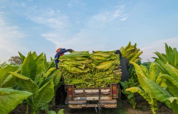 “Zaqatala AGRO İndustry” MMC ötən il Rusiya bazarlarına 60 ton quru tütün ixrac edib - FOTO