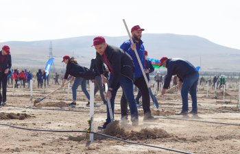 Kapital Bank əməkdaşları ağacəkmə aksiyasında iştirak etdi - FOTO