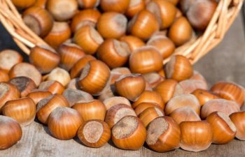 Azərbaycanın meşə fındığı ixracından gəliri 5 mln. dollar azalıb