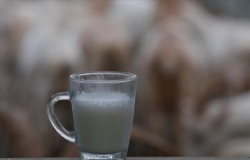 2022-ci ildə Türkiyədə 21,6 milyon ton çiy süd istehsal edilib