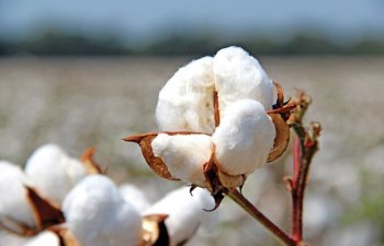 Bu rayonda pambıq tarlalarında çiyid səpini yekunlaşır