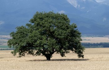 Sahələrdən 2 milyon tondan çox məhsul yığılıb - FOTO