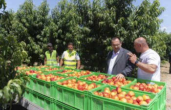 Nazir Məcnun Məmmədov Ağstafada təsərrüfatlara baş çəkib - FOTO