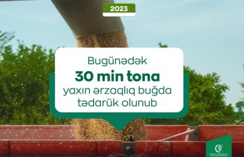 Bu günədək 30 min tona yaxın ərzaqlıq buğda tədarük olunub