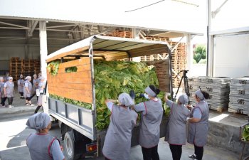 “Azərtütün” ASC-nin emal məntəqələri bu günədək istehsalçılardan 2268 ton yaşıl tütün qəbul edib