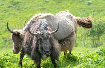 Laçın yaylaqlarındakı yak təsərrüfatında döl prosesi başa çatıb