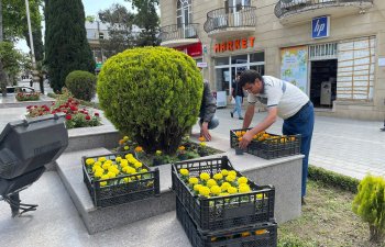 Abadlıq işlərinin satın alınması TENDER