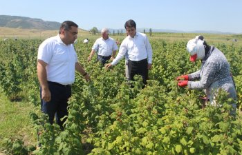 Göygöl rayonunda taxıl biçini uğurla başa çatıb