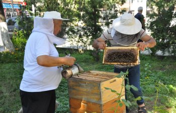 Zaqatalada arıları “Varroa” gənələrindən təmizləyən qurğunun təqdimatı olub