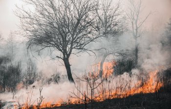 Meşə yanğınları üçün süni intellektdən istifadə edilməyə başlandı