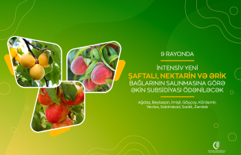 9 rayonda intensiv yeni şaftalı, nektarin və ərik bağlarının salınmasına görə əkin subsidiyası ödəniləcək