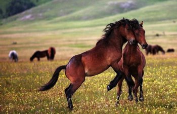 İşğaldan azad edilmiş ərazilərdə fauna növlərinin reintroduksiyası layihələri həyata keçirilir - NAZİR