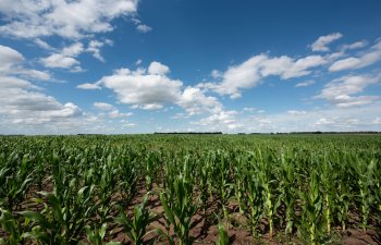 Argentinada soya əkin sahələrinə dair proqnoz artırılıb