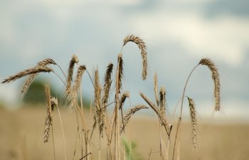 Qazaxıstanda taxıl ixracı azalıb