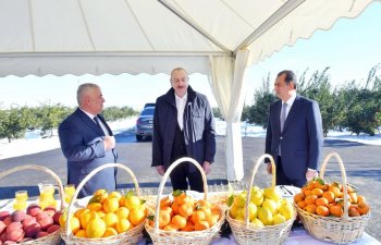 Prezident İlham Əliyev Lənkəran rayonunda “Lenk Frut” MMC-nin sitrus bağında yaradılan şəraitlə tanış olub