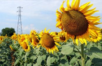 Qazaxıstan 20 min tona yaxın günəbaxan tumu və ləpəsi ixrac edir