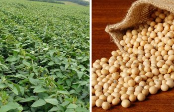 Çin Braziliyadan soya idxalını təxminən 30% artırıb