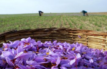 Azərbaycanın ən böyük zəfəran istehsalçısı əkin sahələrini genişləndirəcək