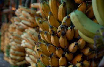 Bananlardan tutmuş batareyalara: Filippin Yaponiya və ABŞ ilə yeni müqavilələr axtarır