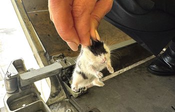 Hamsterlər uçuşu pozdu: heyvanların qaçması səbəbindən təyyarə Azor adalarında ilişib qaldı