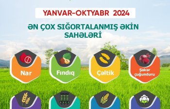 Meyvə bağları və əkin sahələri üzrə -
AQRAR SIĞORTA ÖDƏNİŞLƏRİ 4 DƏFƏ ARTIB