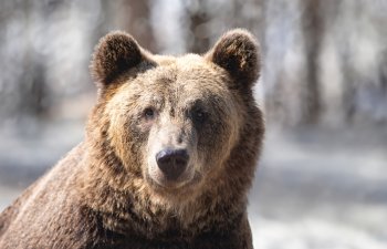 Amur bölgəsində uzunayaqlı ayı az qala Bigfoot ilə səhv salmışdı