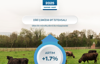 Azərbaycanda diri çəkidə ət istehsalı artıb