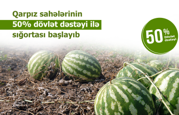 Fermerlərin nəzərinə: Azərbaycanda qarpız sahələrinin sığortalanması mösümü başlayıb – ŞƏRTLƏR, MƏBLƏĞLƏR