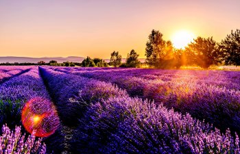 Lavanda sahələrinin gözəlliyi və Qəbələnin cazibəsi bir turda