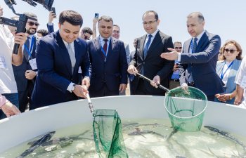 Xəzər dənizinə 100 000 nərə və 20 000 Xəzər qızılbalığı buraxılıb